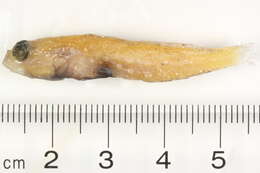 Image of Spotted prawn goby