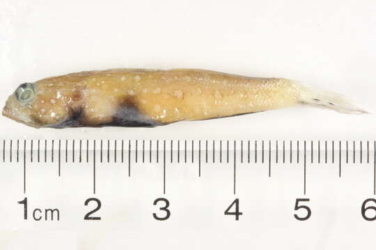 Image of Spotted prawn goby