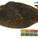 Image of <i>Antennarius</i>