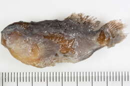 Image of Ceram coral goby