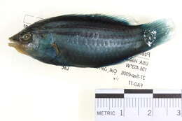 Image of Four-lined wrasse