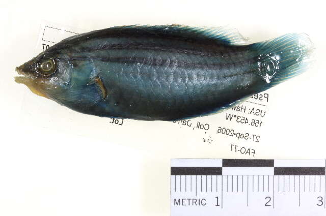 Image of Four-lined wrasse