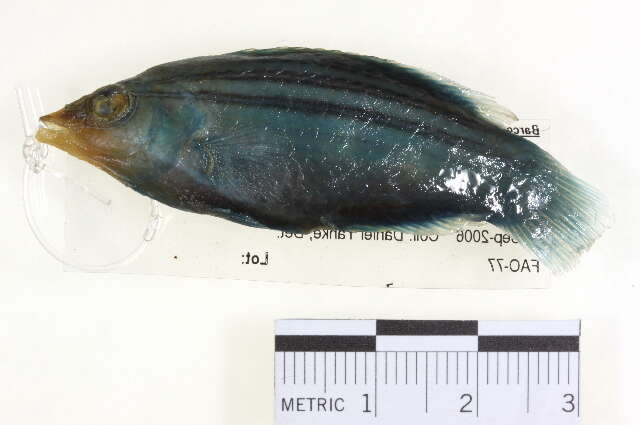 Image of Four-lined wrasse