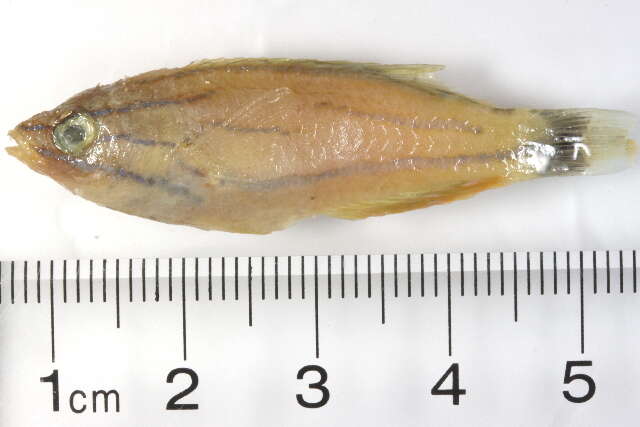 Image of McCosker&#39;s flasher