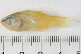 Image of Rhabdamia