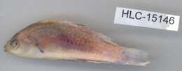 Image of Blue-scaled wrasse