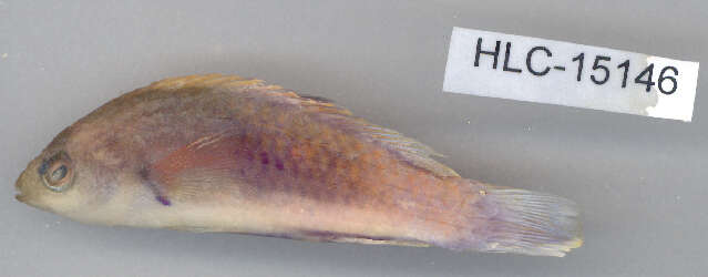 Image of Blue-scaled wrasse