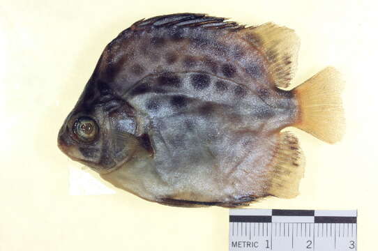 Image of Scatophagus