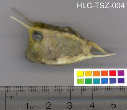 Image of Longhorn cowfish