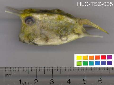 Image of Longhorn cowfish