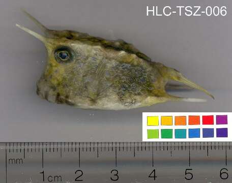 Image of Longhorn cowfish