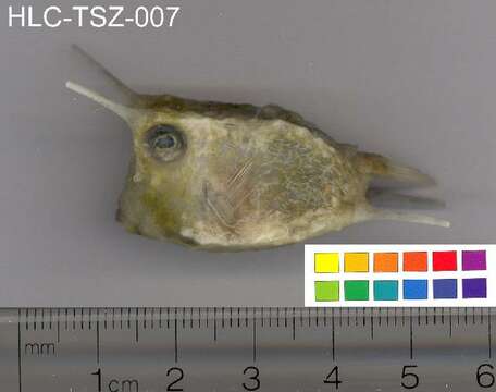 Image of Longhorn cowfish