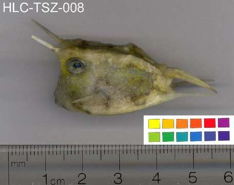 Image of Longhorn cowfish