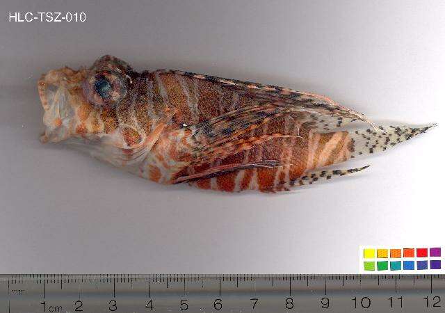 Image of Mombasa lionfish