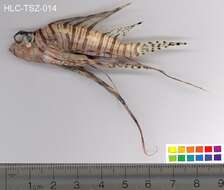 Pterois miles (Bennett 1828) resmi