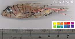 Pterois miles (Bennett 1828) resmi