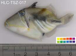 Image of Lagoon triggerfish