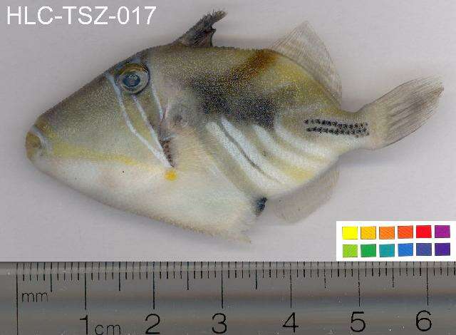 Image of Lagoon triggerfish