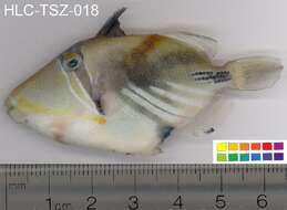 Image of Lagoon triggerfish