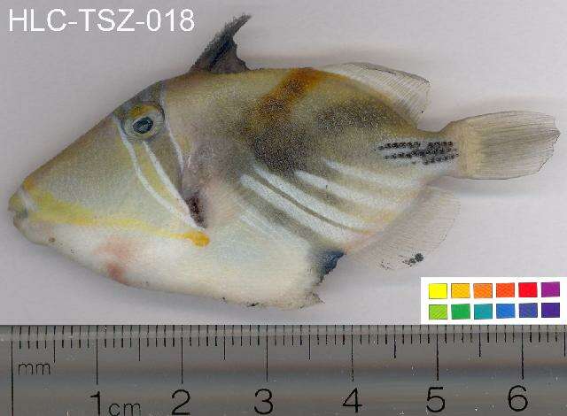 Image of Lagoon triggerfish