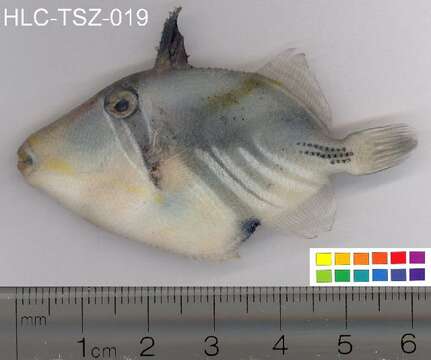 Image of Lagoon triggerfish