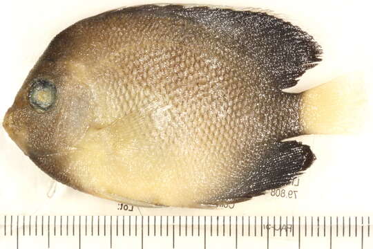 Image of Indian Yellowtail Angelfish