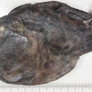 Image of Painted frogfish