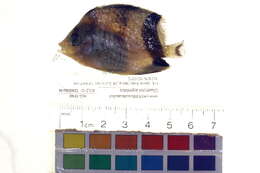 Image of Asian Butterflyfish