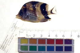 Image of Asian Butterflyfish