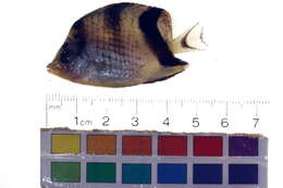 Image of Asian Butterflyfish