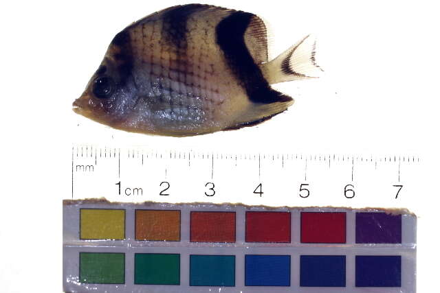 Image of Asian Butterflyfish