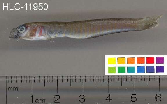 Image of Chinese zebra goby