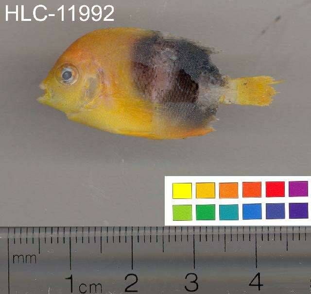 Image of Angelfish