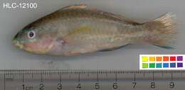 Image of Grey chub