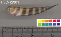 Image of Gorgeous prawn goby