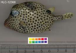 Image of Spotted Trunkfish