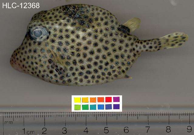 Image of Spotted Trunkfish