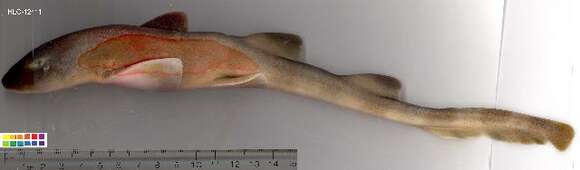 Image of Bamboo sharks