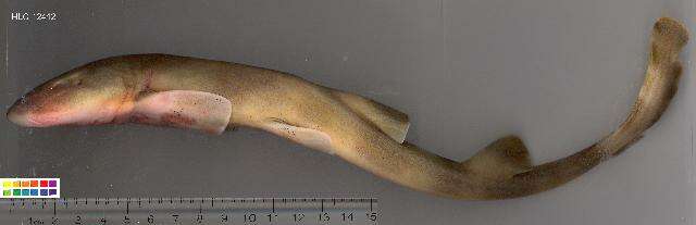 Image of Grey Bamboo Shark