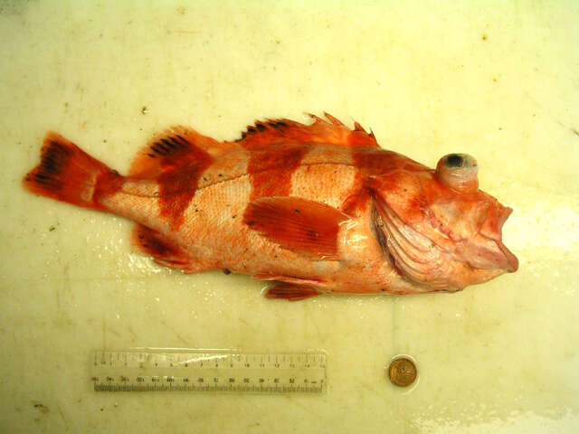 Image of Redbanded rockfish