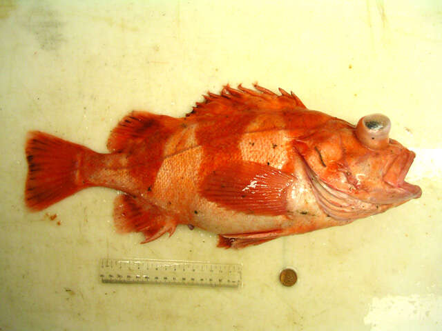 Image of Redbanded rockfish