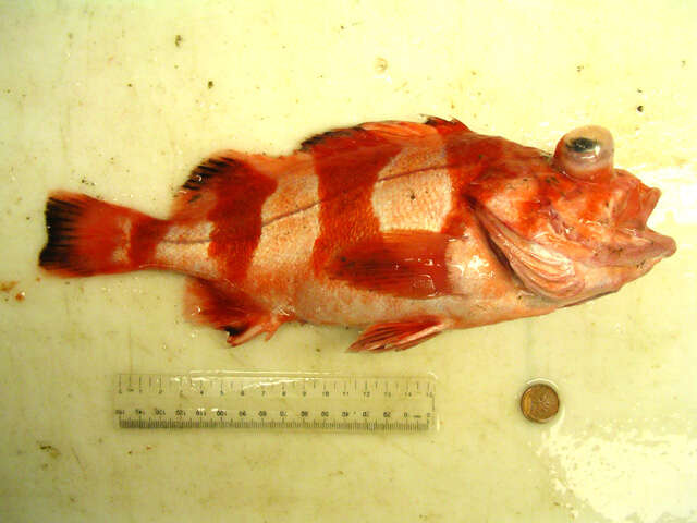 Image of Redbanded rockfish