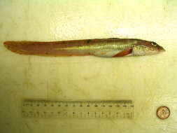Image of Wattled Eelpout
