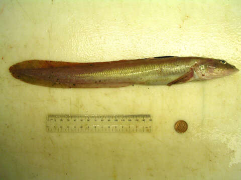 Image of Wattled Eelpout