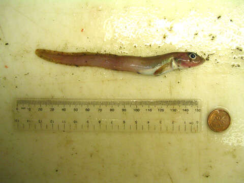 Image of Blackbelly eelpout