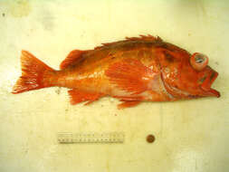 Image of Northern rockfish