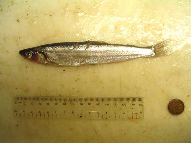 Image of Thaleichthys