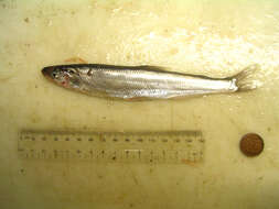 صورة Thaleichthys