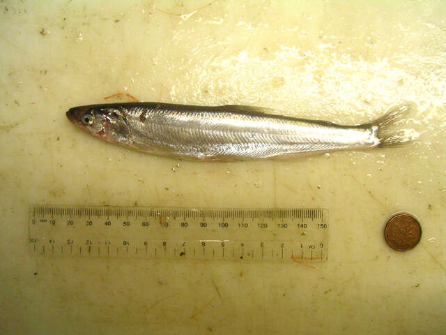 Image of Thaleichthys