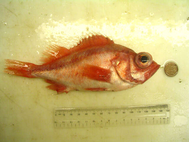 Image of Splitnose rockfish